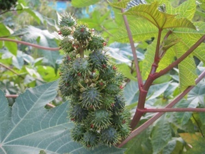 Prickly fruit hanging from tree