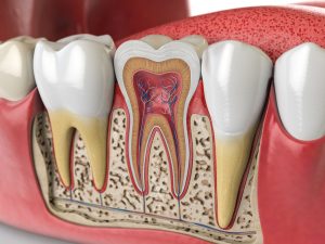 CGI of a row of teeth with one cutaway to reveal the roots and pulp of the tooth